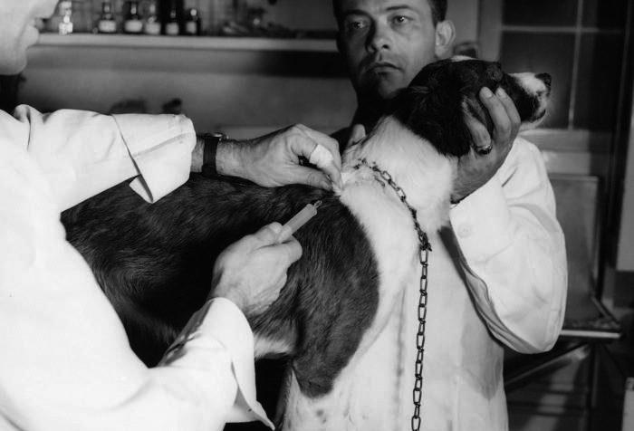 CDC veterinarians administer a rabies vaccination to a dog. (Photo courtesy of the Centers for Disease Control.)