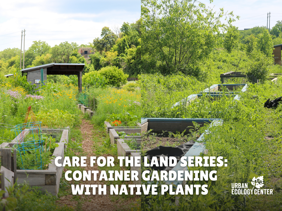 Post From Community: Care for the Land Series: Container Gardening with Native Plants