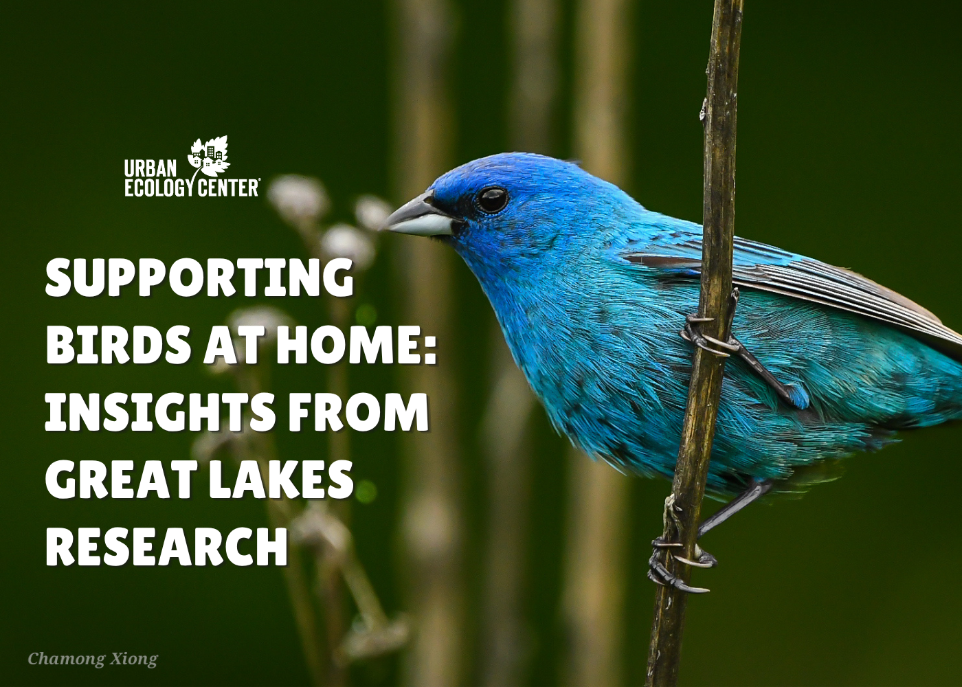 Post From Community: Supporting Birds at Home: Insights from Great Lakes Research 